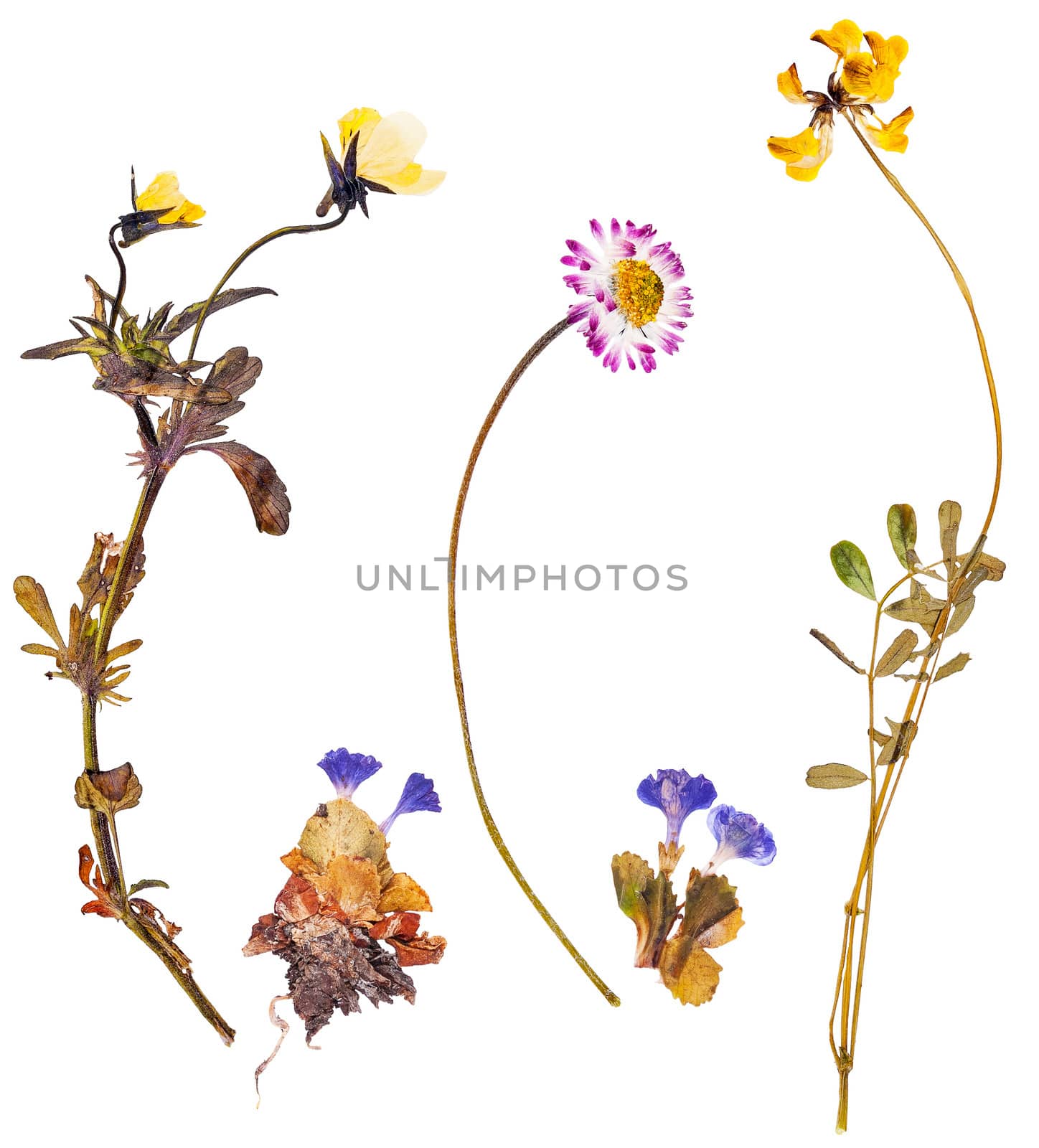 Set of wild alpine flowers pressed, isolated