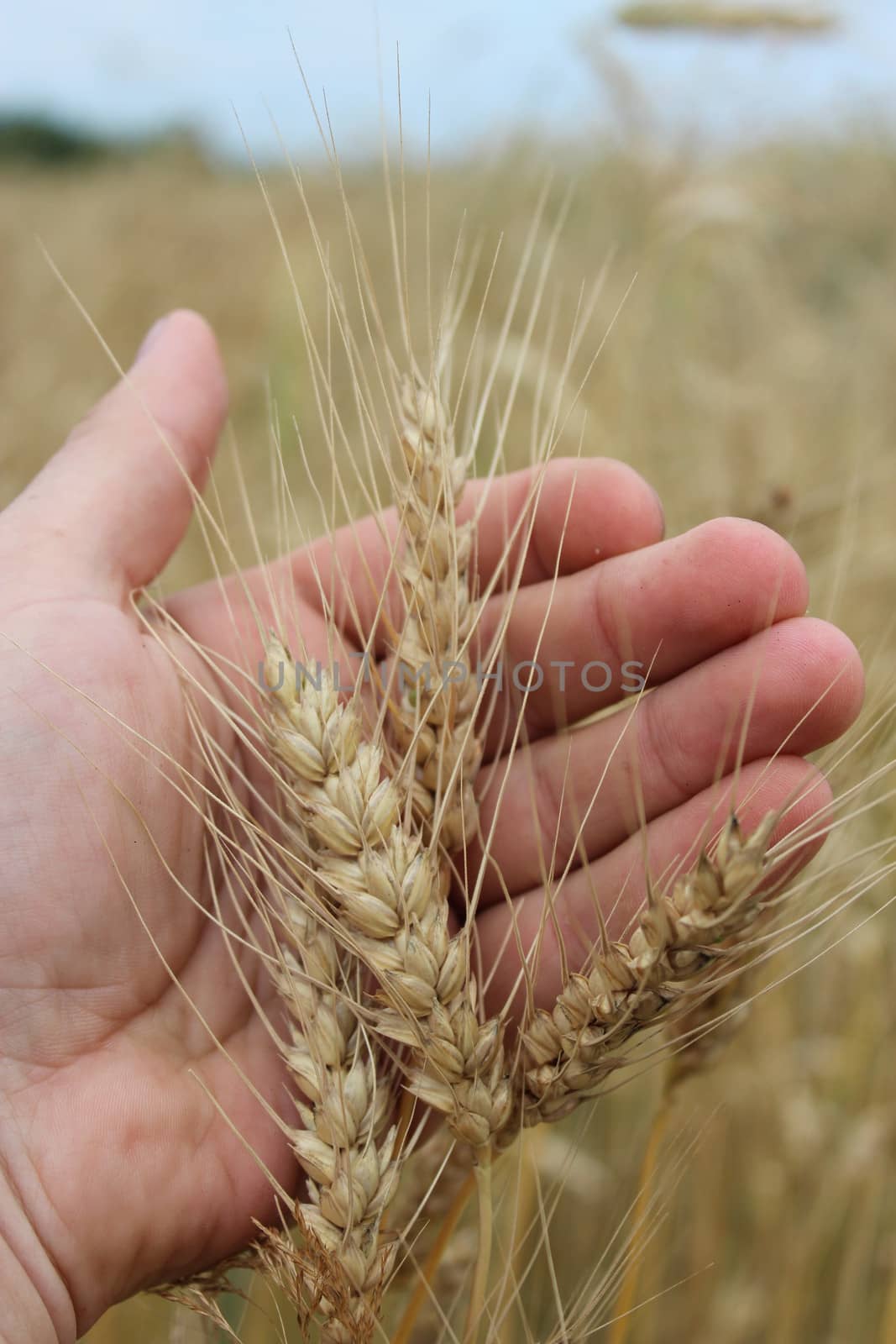 spikelets of the wheat in the hand by alexmak