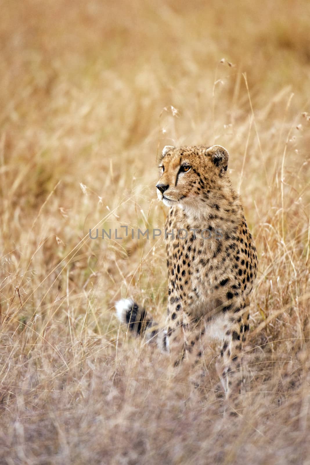 Adult  african cheetah, Masai Mara National Reserve, Kenya, East Africa