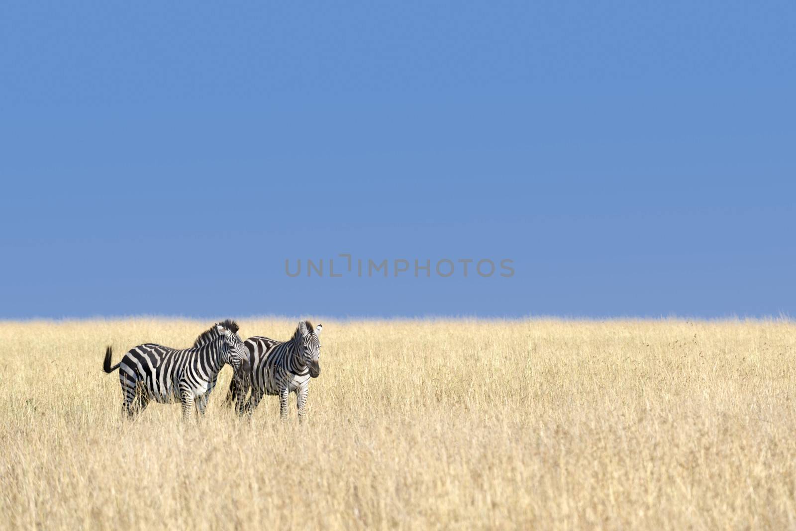 Small herd of Grants zebras  graze on Masai Mara grassland, Kenya