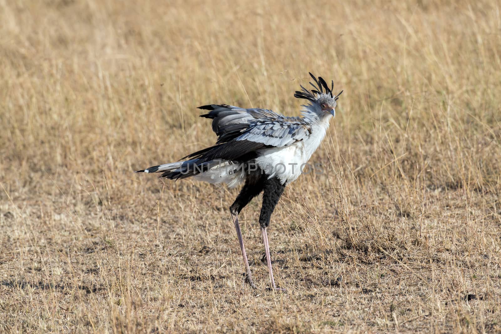 Secretary bird  (Sagittarius serpentarius) , Masai Mara National Reserve, Kenya