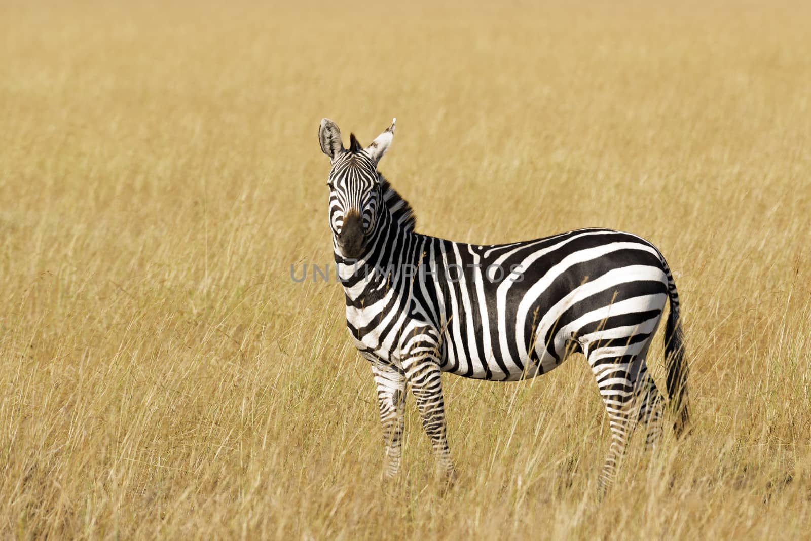 Grant's zebra  (Equus quagga boehmi)  on the open grassland,  Masai Mara National Reserve, Kenya 