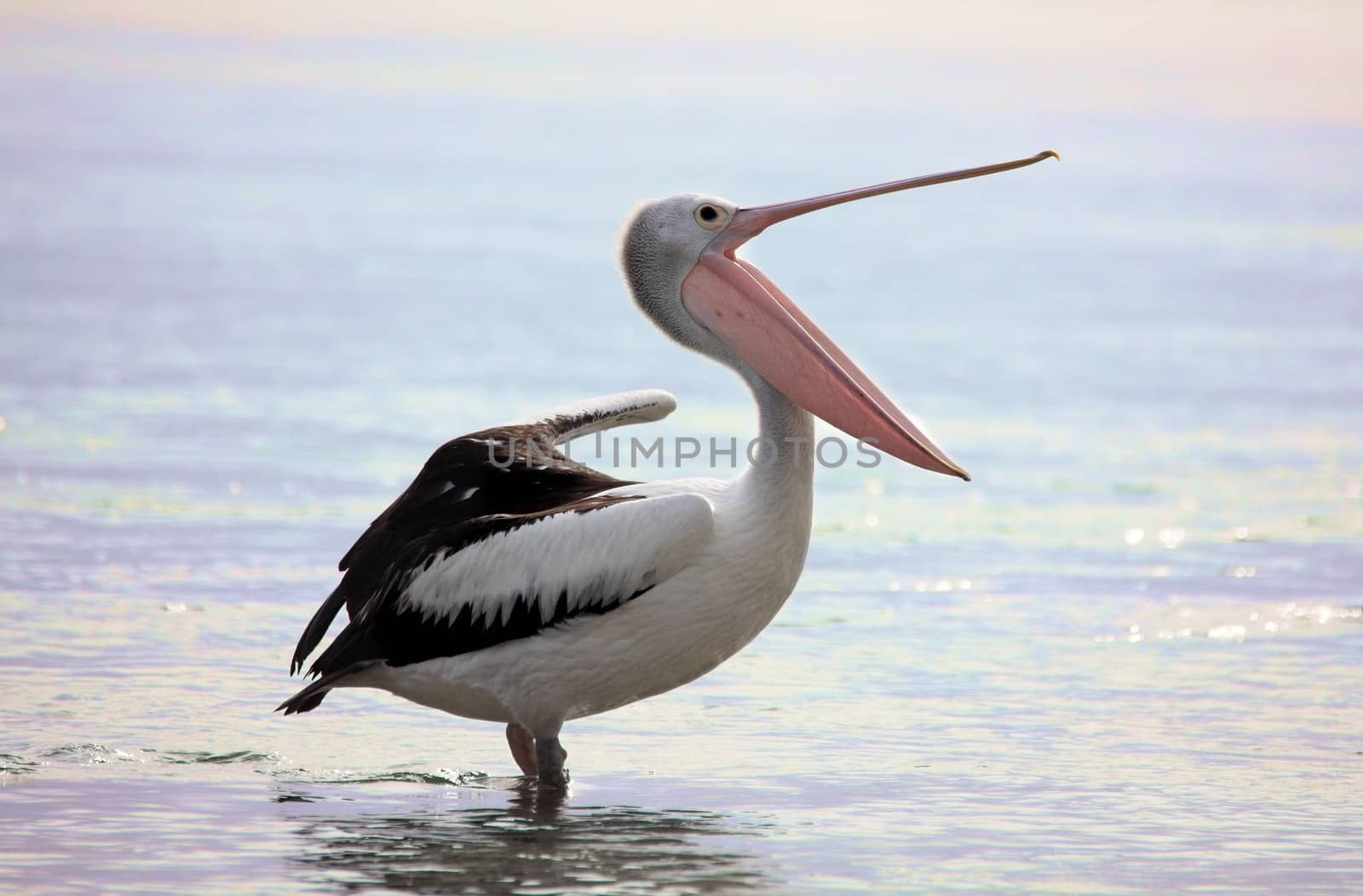 An Australian pelican, Pelecanus conspicillatus, yawns and stretches wing and then leg, at dawn.  Australian pelican's bills are around 0.5m long.