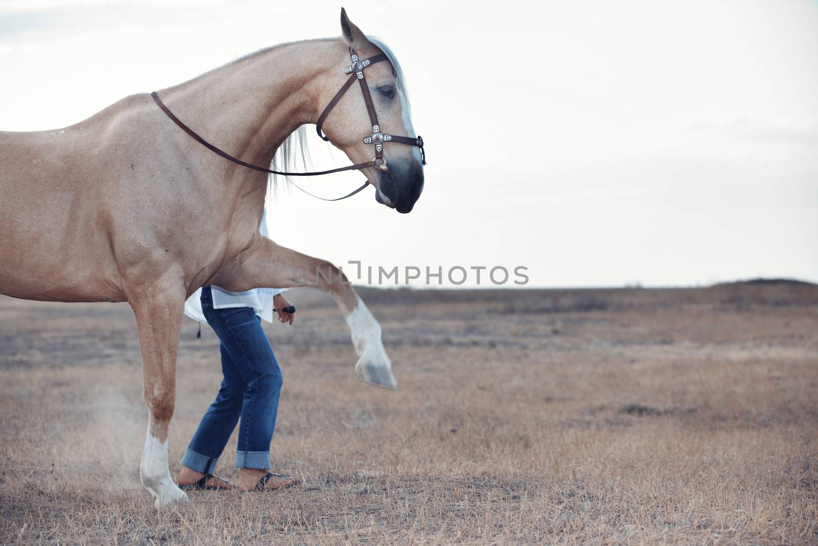 Woman training the horse to walk outdoors