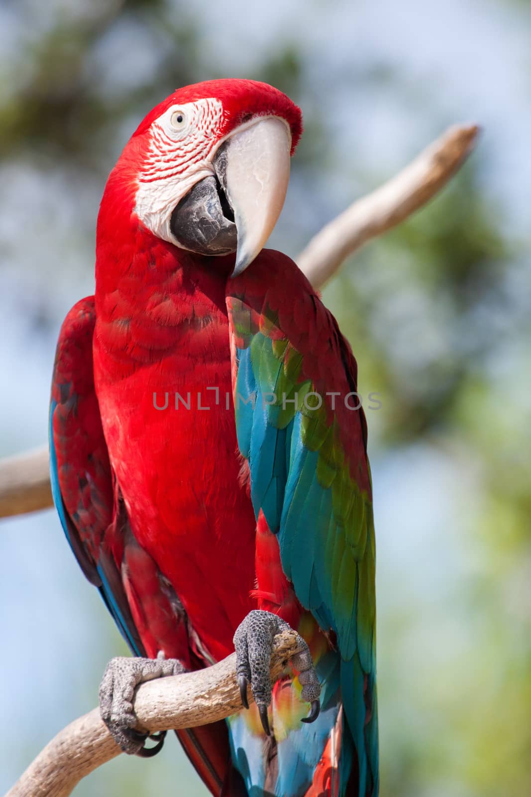 Red Macaw perched on a tree branch.
