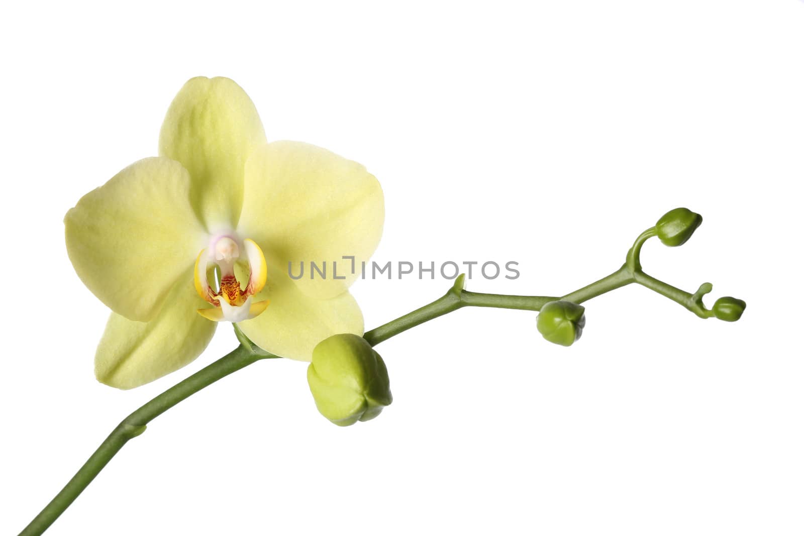 Green orchid isolated white background 