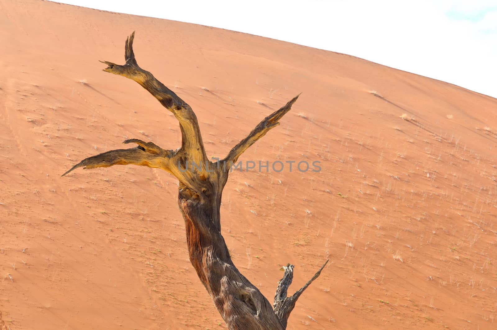 A lonely tree skeleton at Deadvlei near Sossusvlei, Namibia