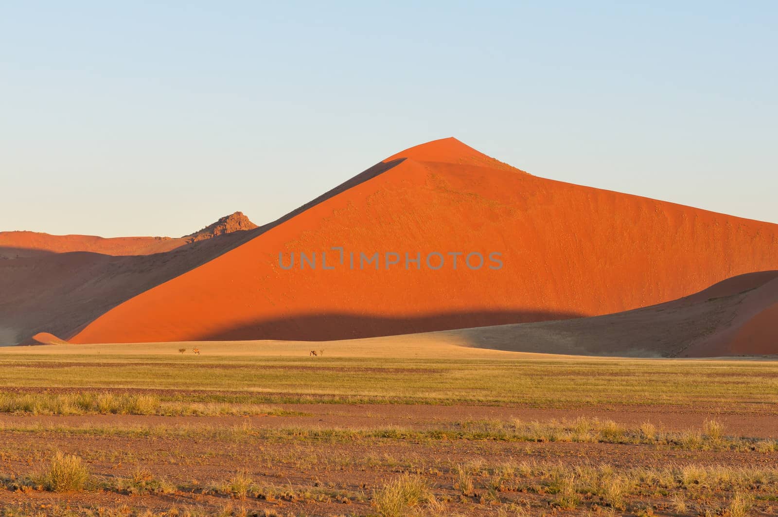 Grass and oryx in the Tsaugab River floodplain near Sossusvlei, Namibia