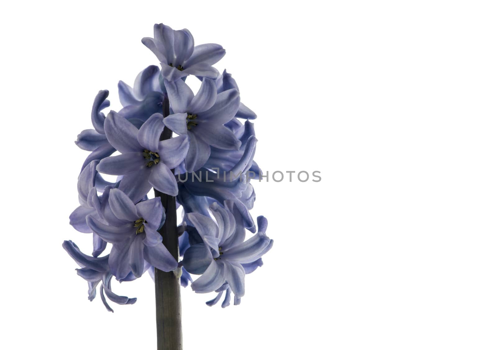 hyacint flower isolated on white background