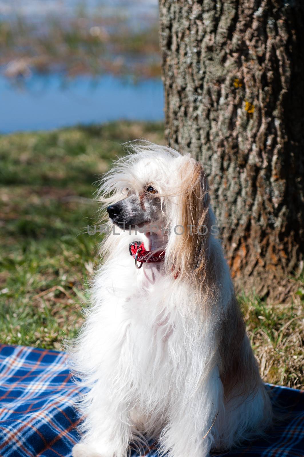 Chinese Crested Dog by rook