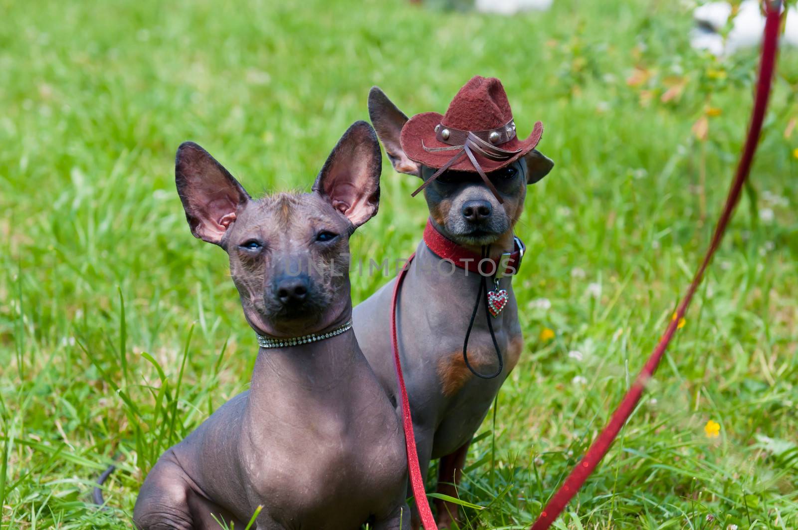 Portrait. Mexican hairless dog. Mexican xoloitzcuintle dog.