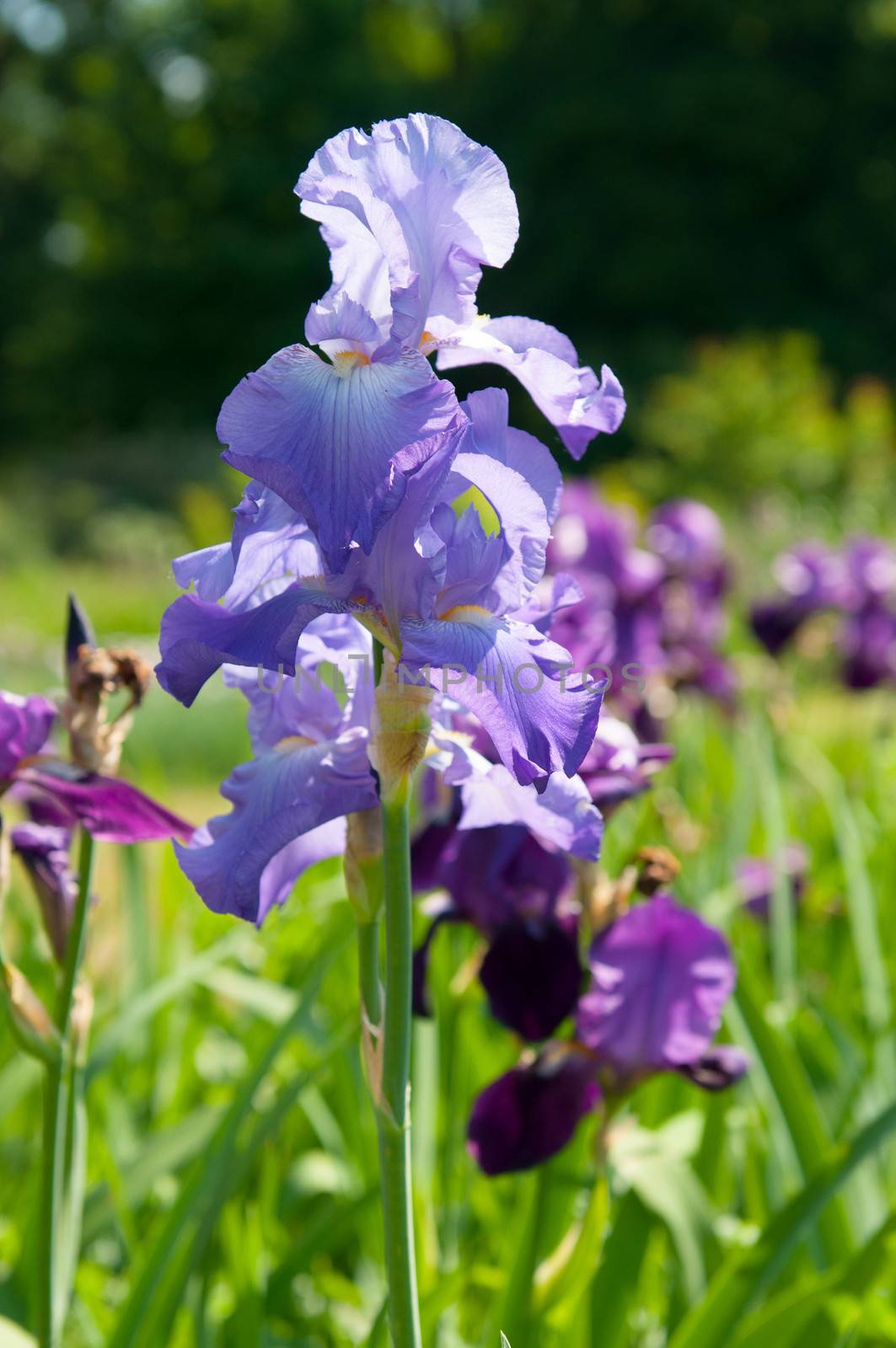 Blue irises blossoming in a garden. Closeup of iris flower.