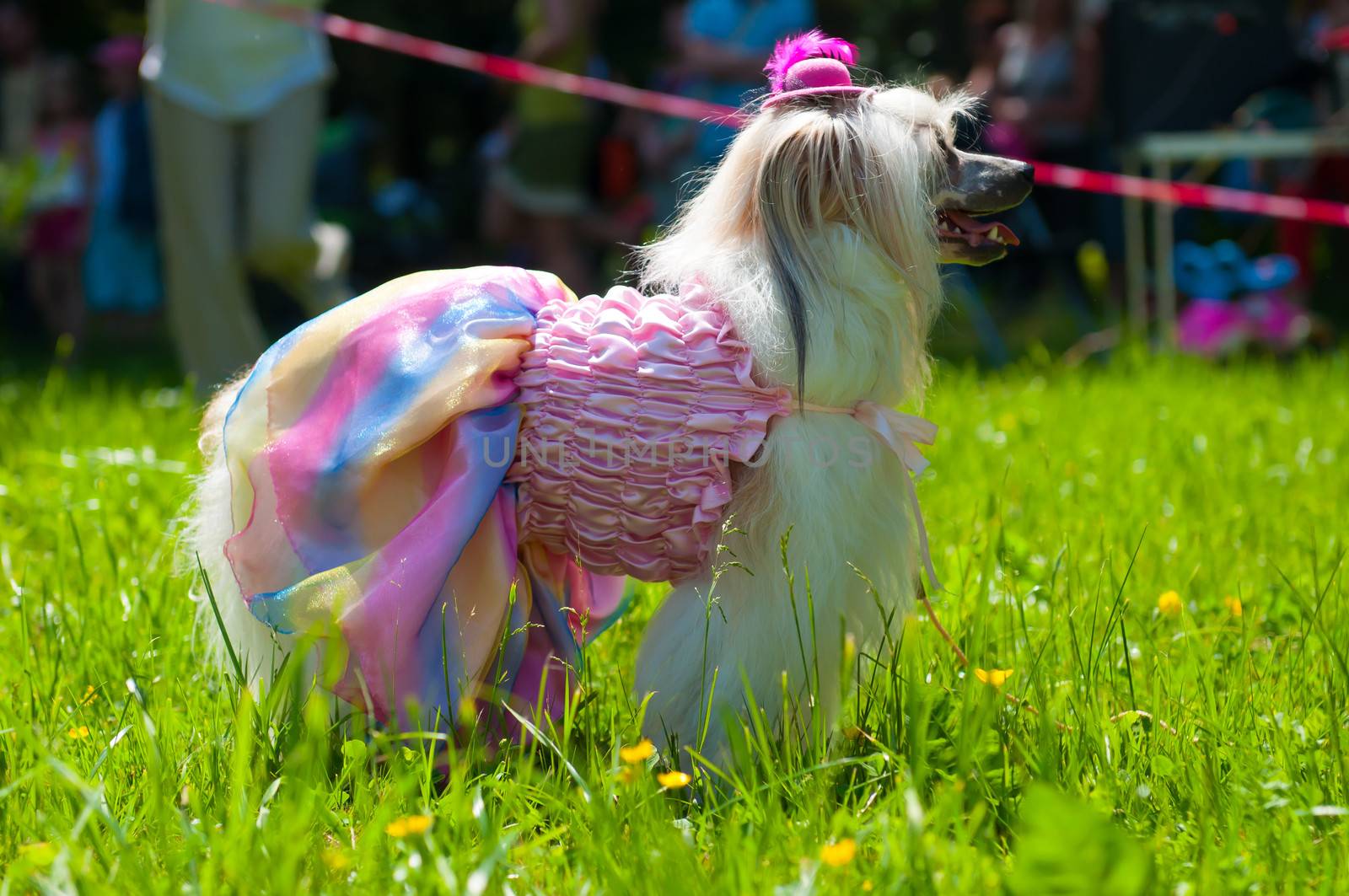 Groomed Chinese Crested Dog  - Powderpuff, three years month old.