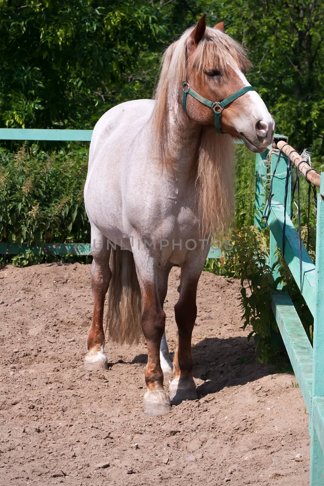 Beautiful photo of horse outdoors in summer