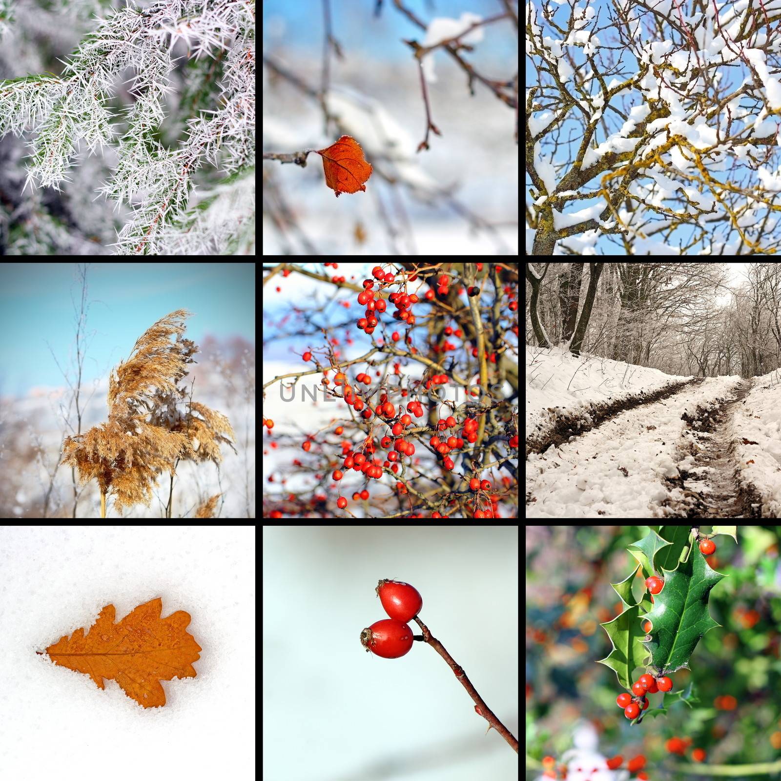 collage with winter images from nature