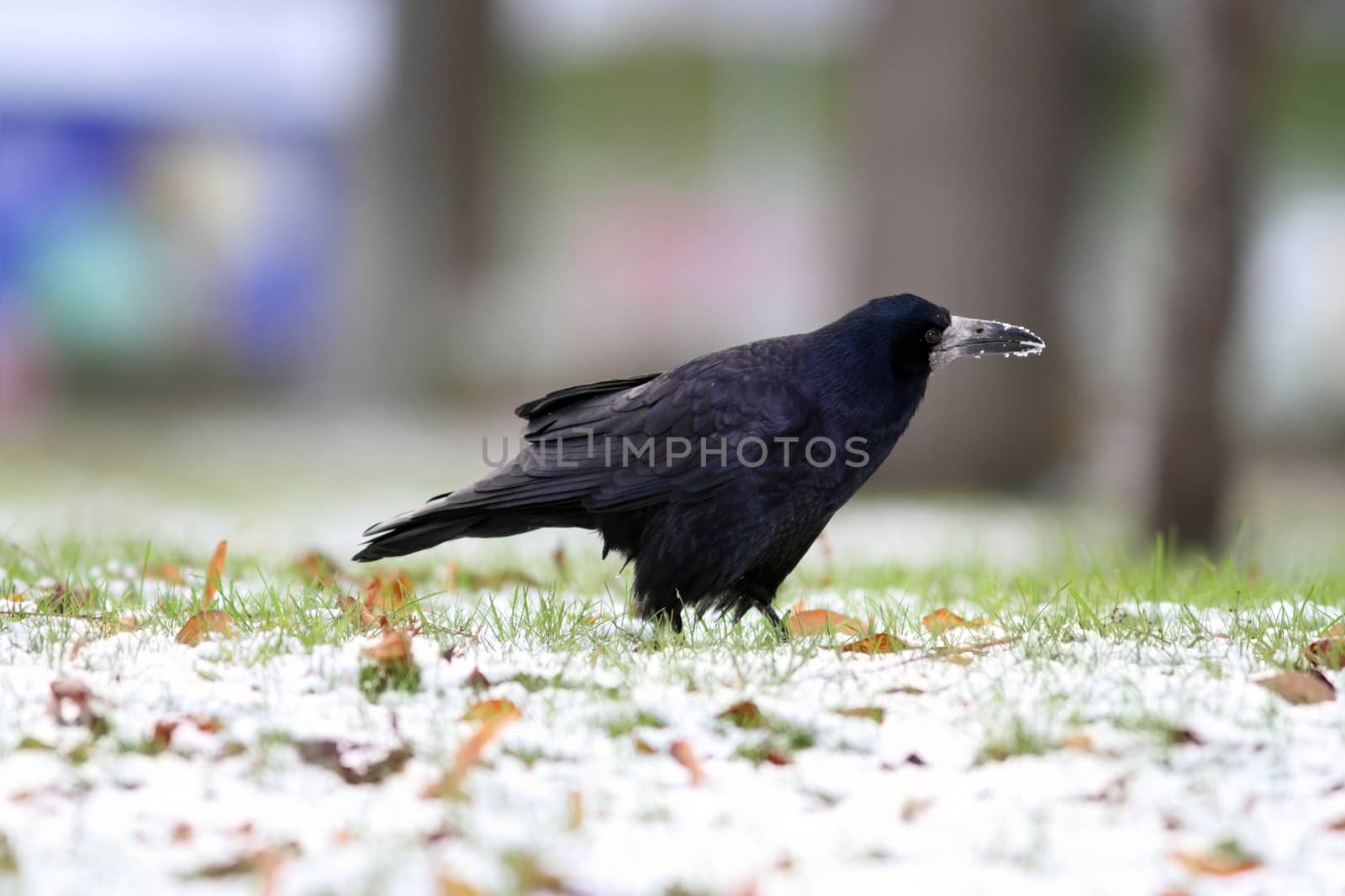 black crow ( corvus frugilegus ) foraging for food in the park in a winter day