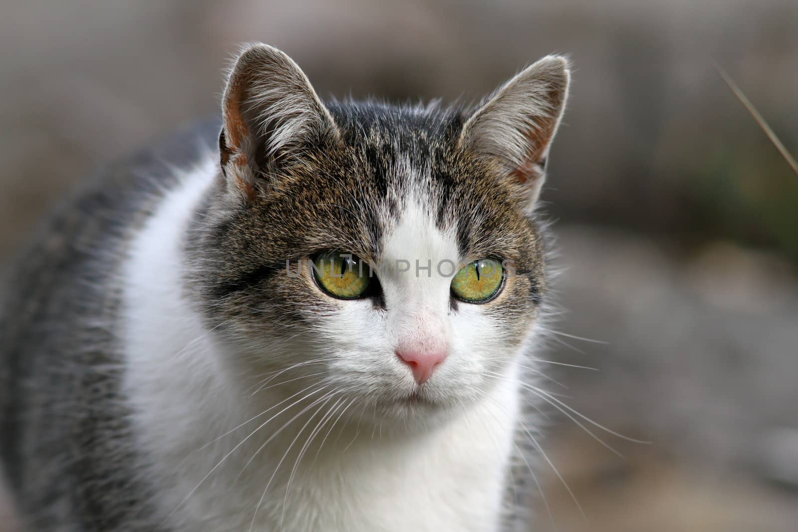 curious looking stripped  cat portrait