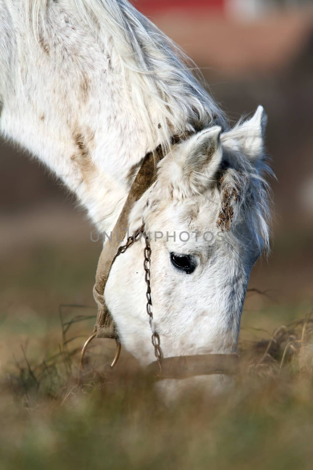 detail of white horse grazing by taviphoto