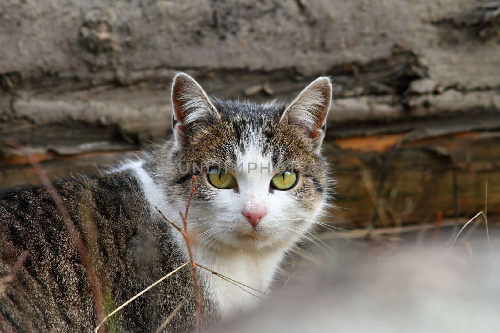 domestic mottled cat portrait curiously looking at the camera