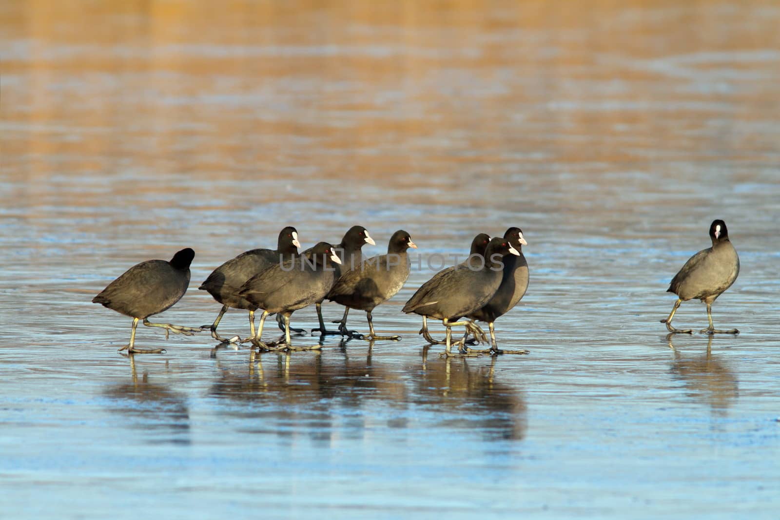 flock of coots ( fulica atra ) walking on frozen surface of the lake