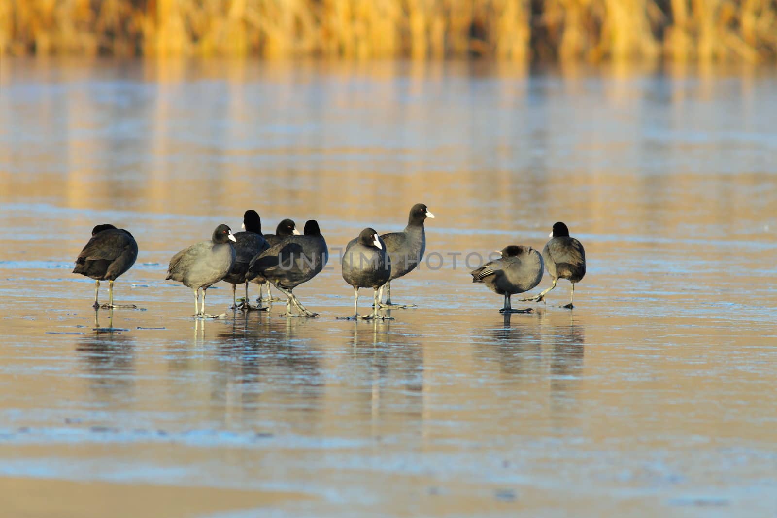 flock of coots ( fulica atra ) on frozen lake