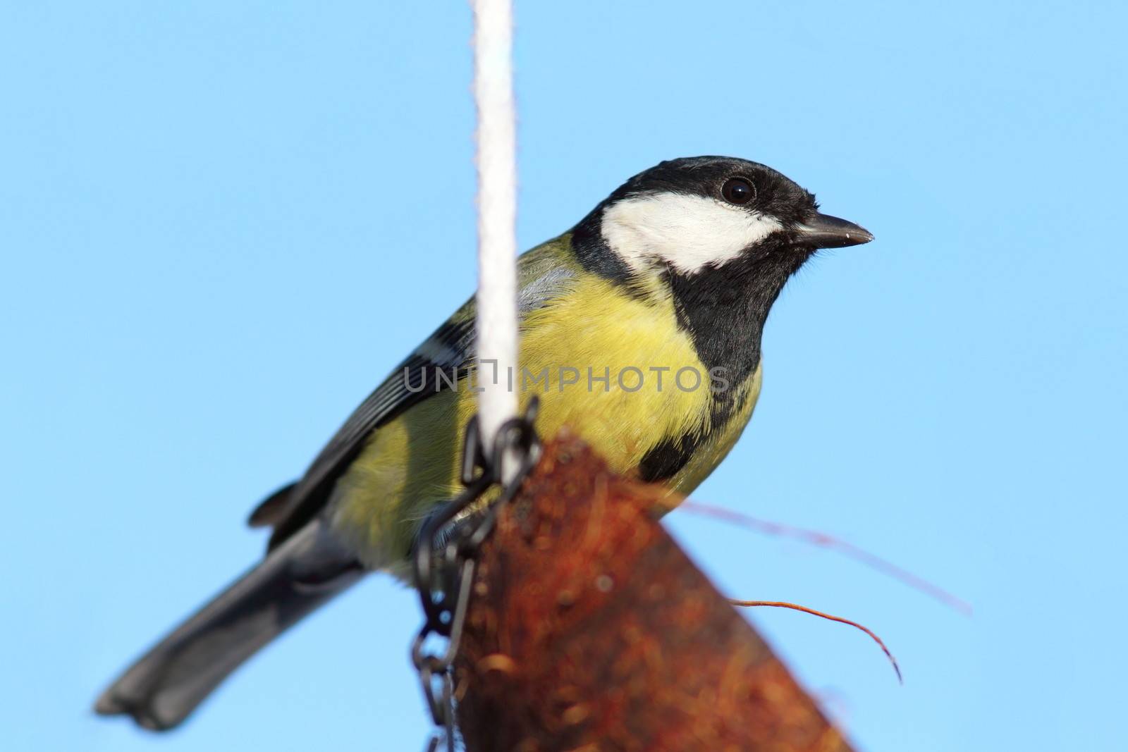 great tit ( parus major )  on coconut feeder