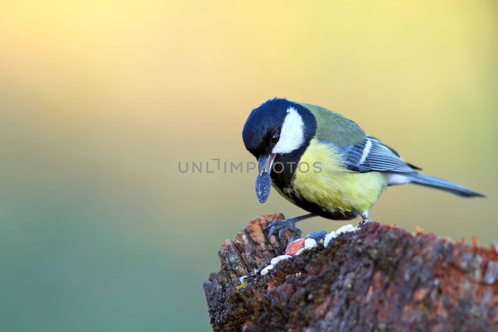 great tit ( parus major ) with sunflower seed in its beak