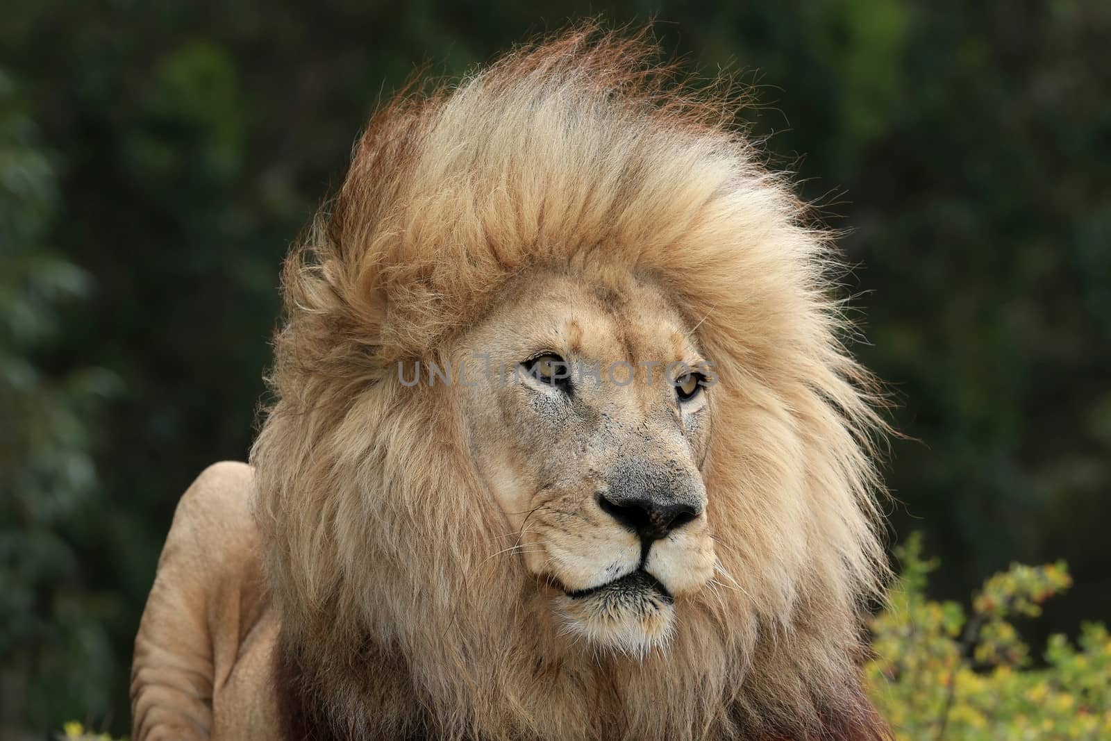 Huge male lion with big mane  in African bush