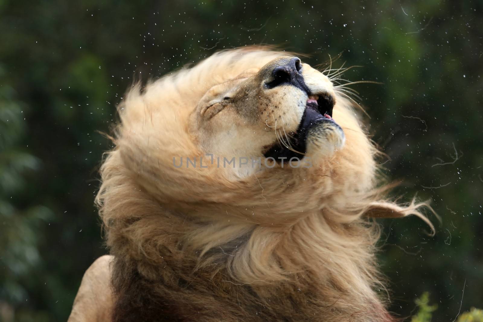 Male Lion Shaking Fur by fouroaks