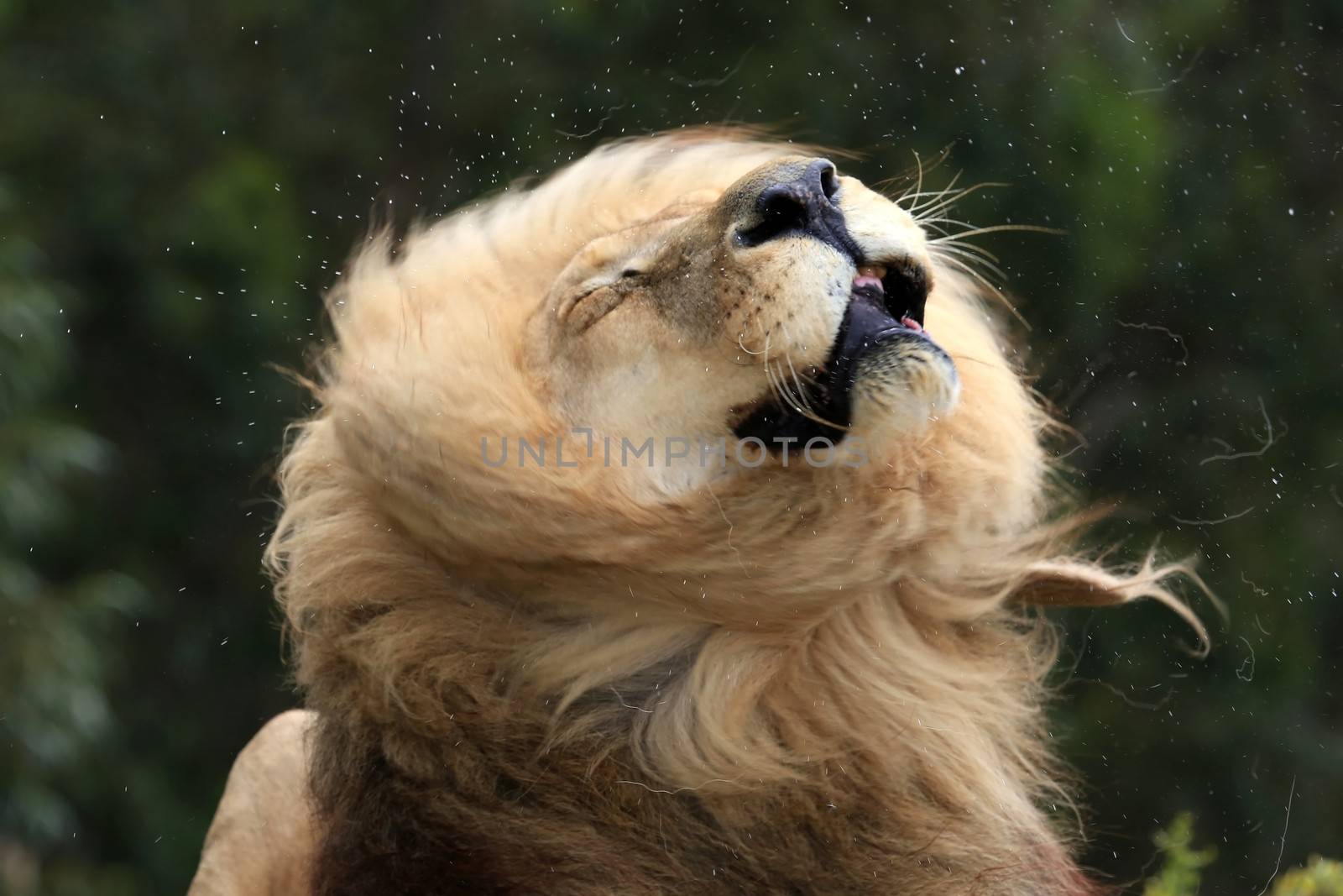 Huge male lion with big mane shaking his head and saliva spraying