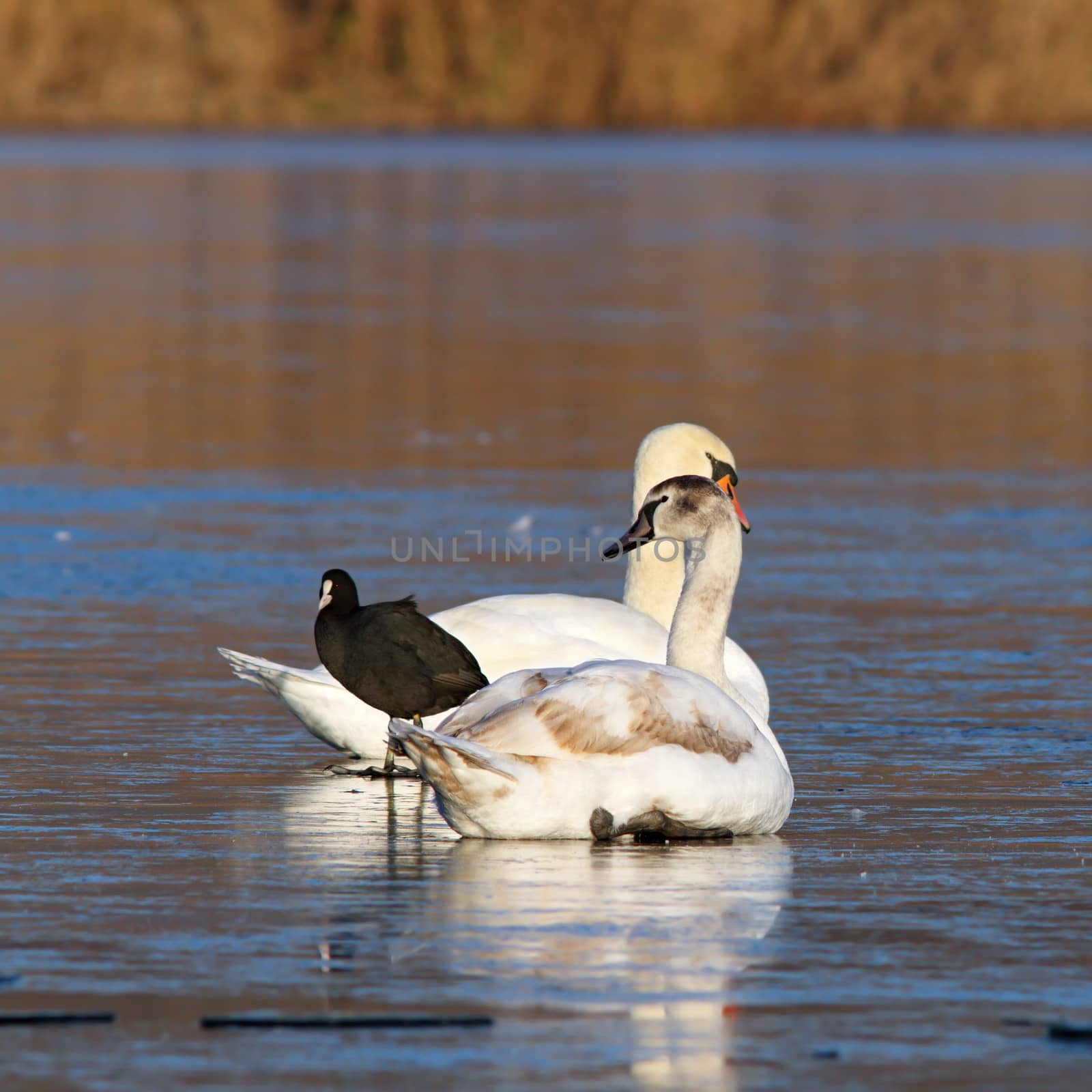 mute swans and coot by taviphoto