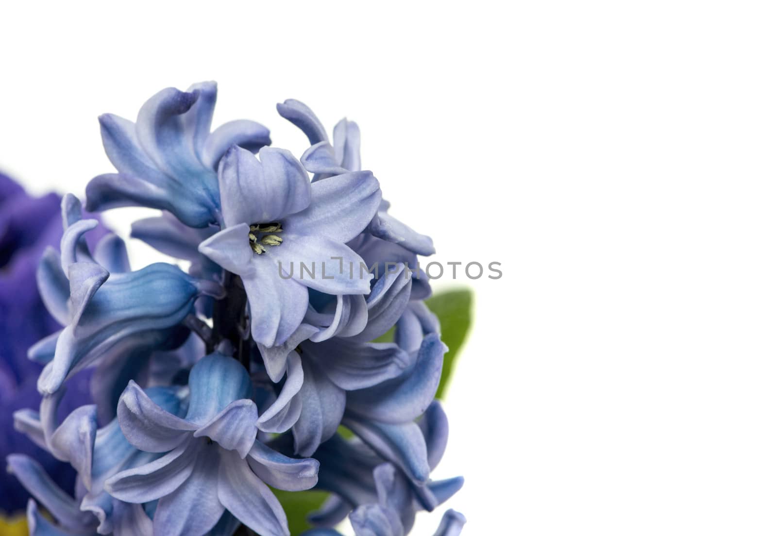 blue pink hyacint isolated on white