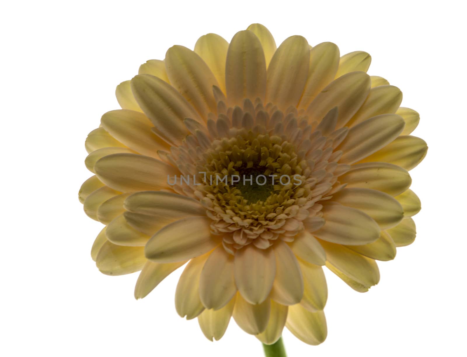 yellow gerbra flower isoalted on white