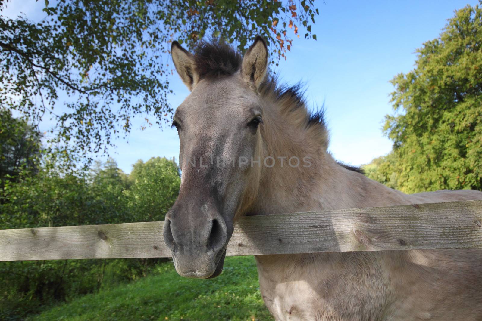 Tarpan horse by derausdo
