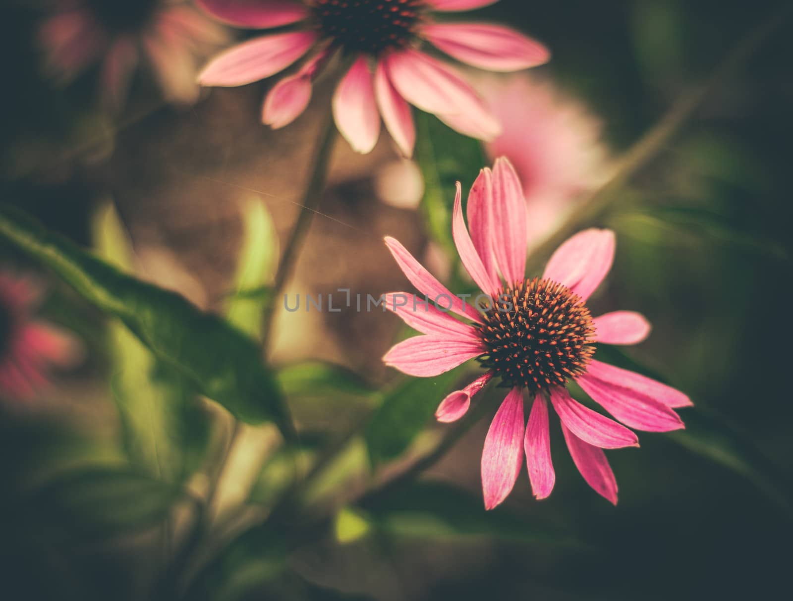 Retro Styled Flowers (Daisy) With Shallow DoF