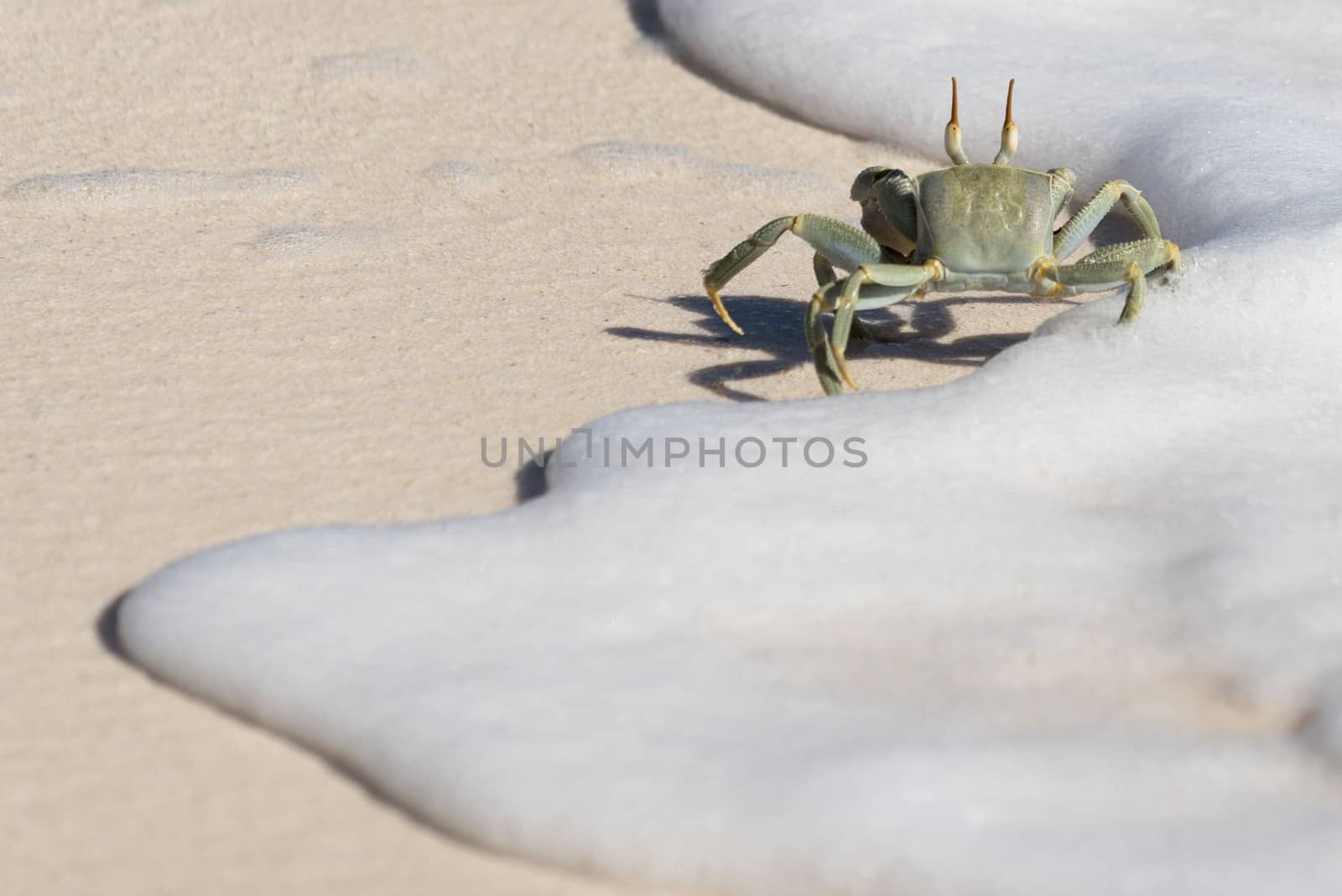 Horned Ghost Crab running along water edge in the snow white sea foam