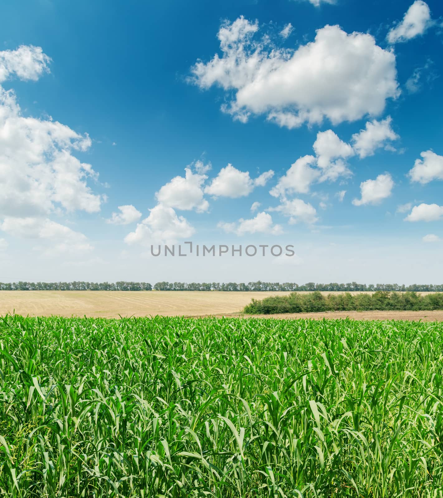 green agriculture field and blue cloudy sky