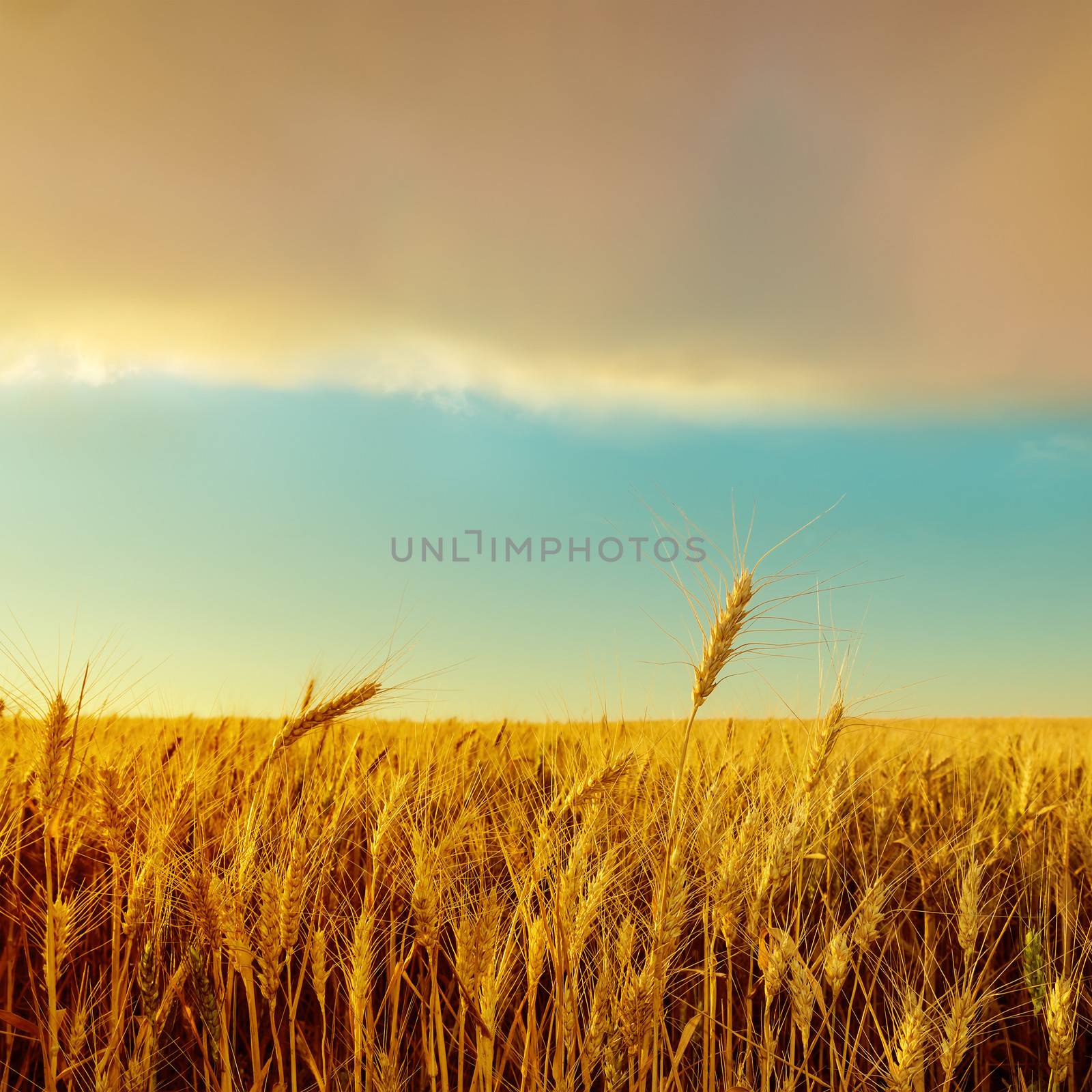 sunset over field with golden harvest. soft focus
