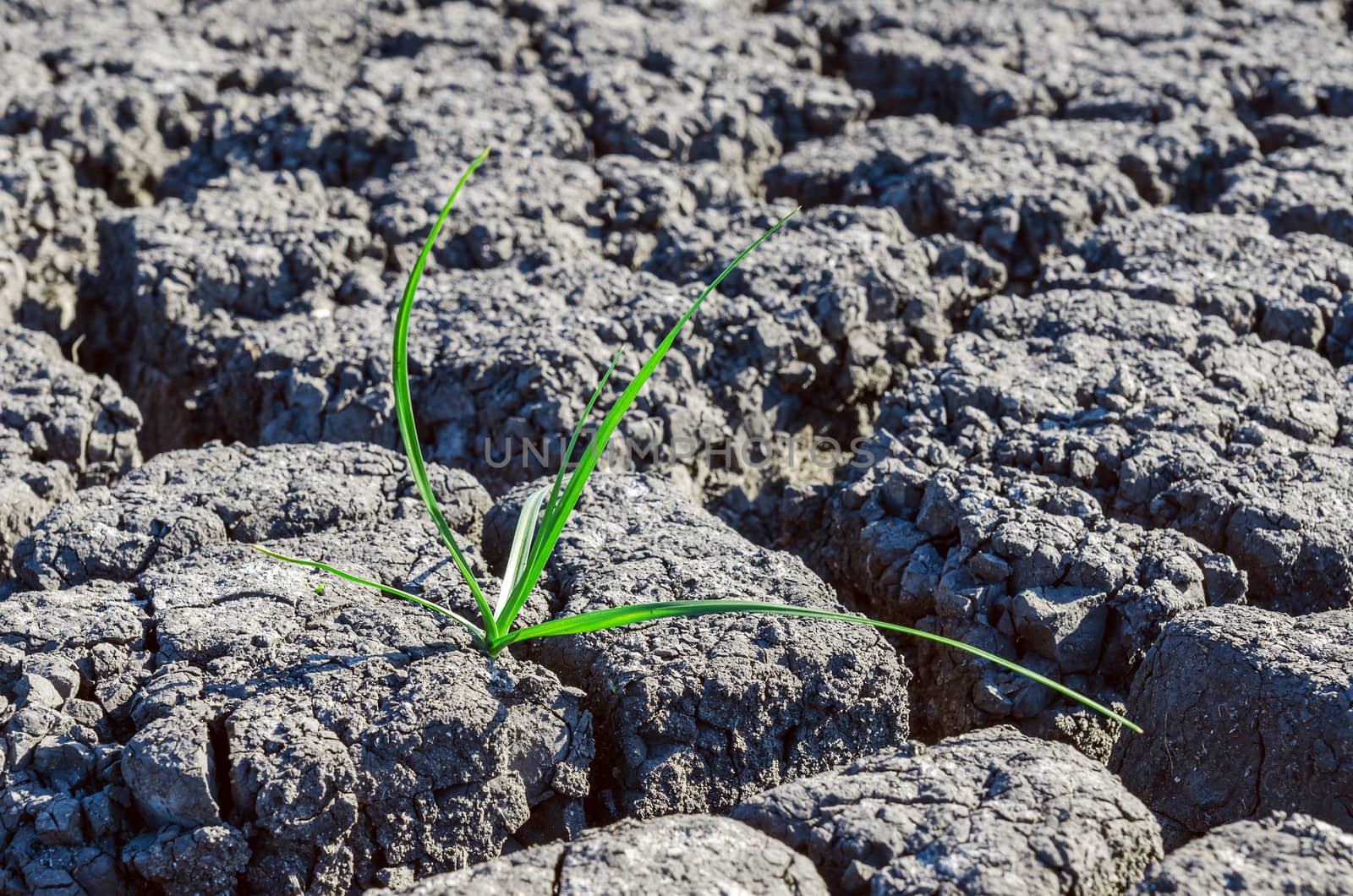 alone green plant in drought earth