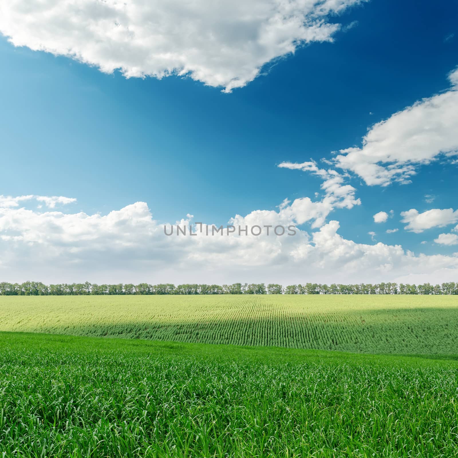 agriculture green field and clouds over it by mycola