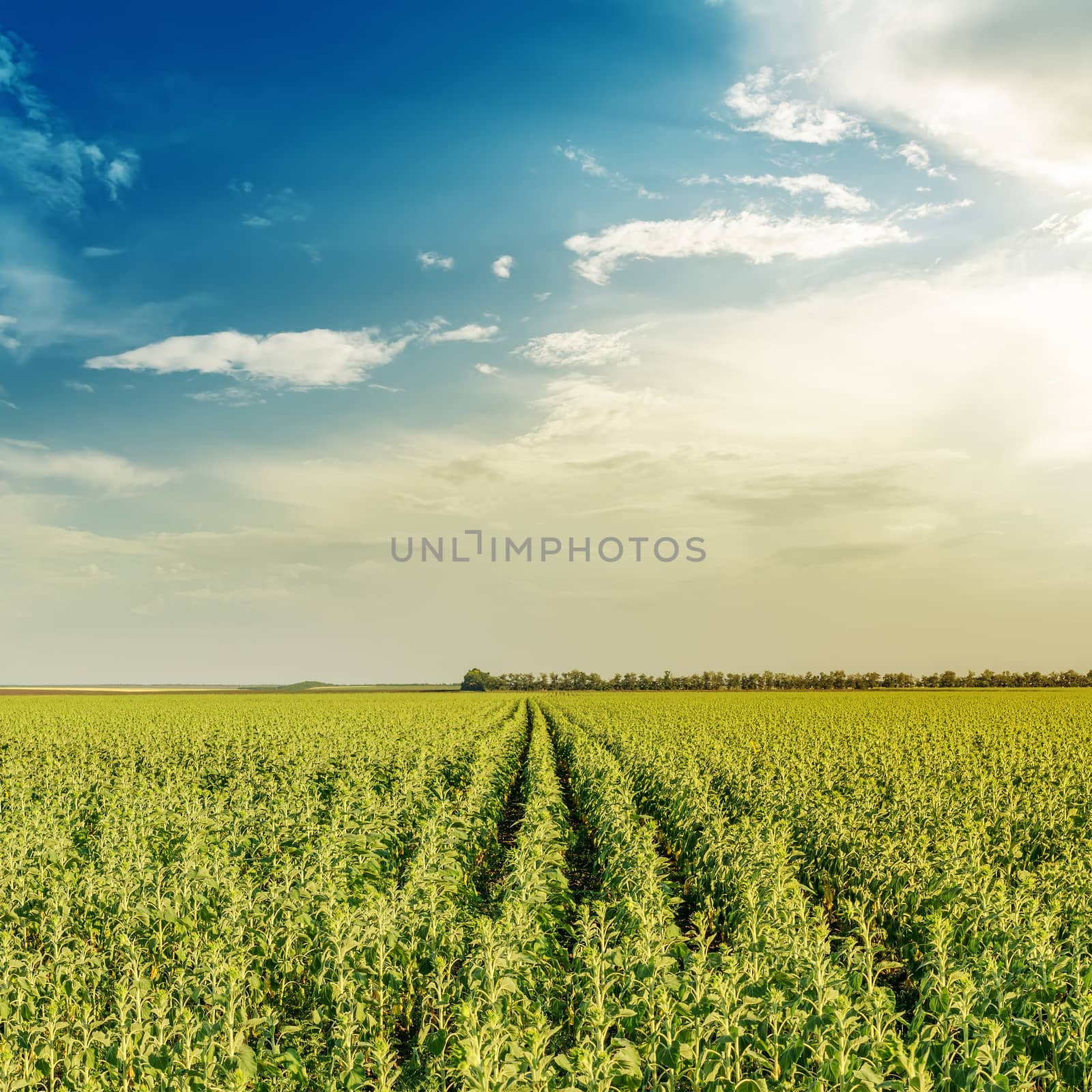 field with green sunflowers in sunset