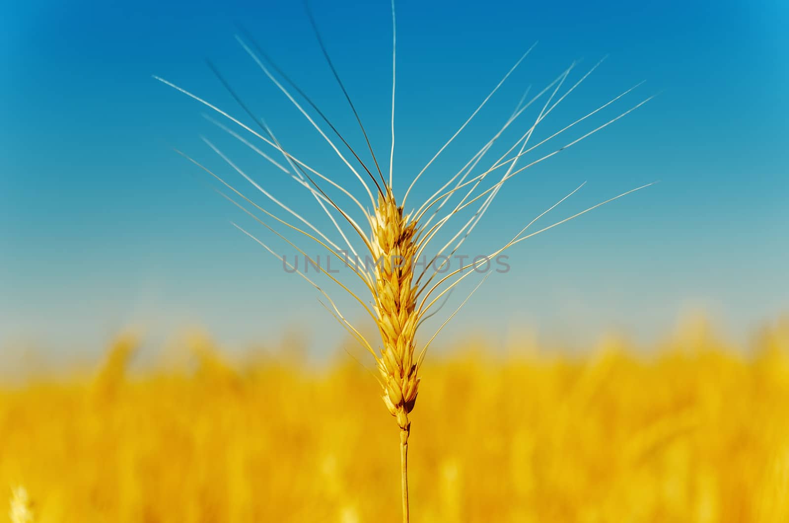 golden harvest under blue sky by mycola