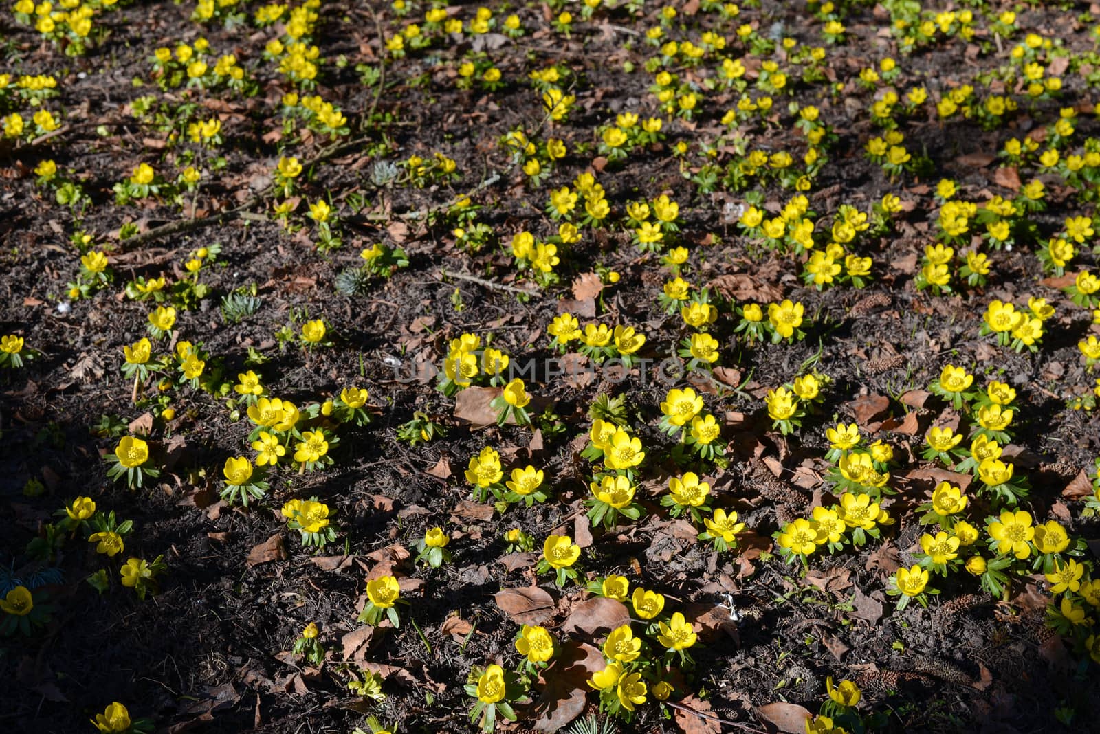 A field of winter aconite, Eranthis hyemalis flowering in March
