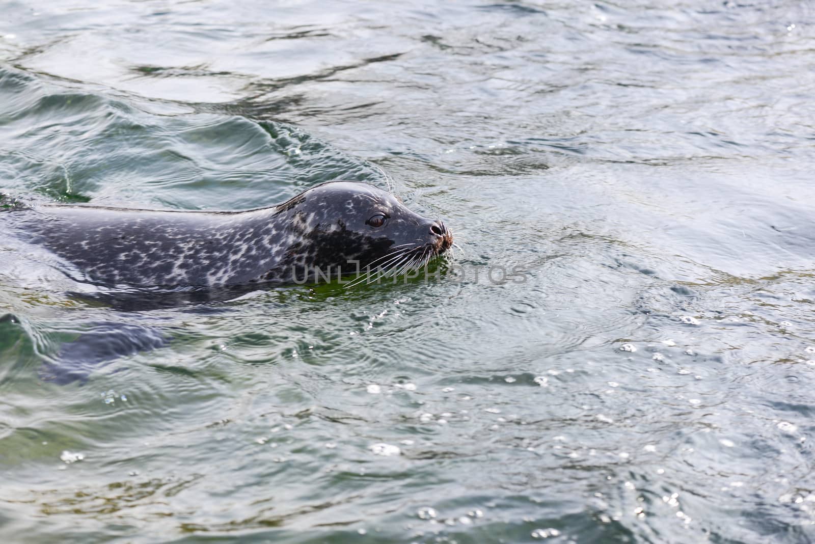 Harbor seal, Phoca vitulina, common seal swimming in water with head above the water level