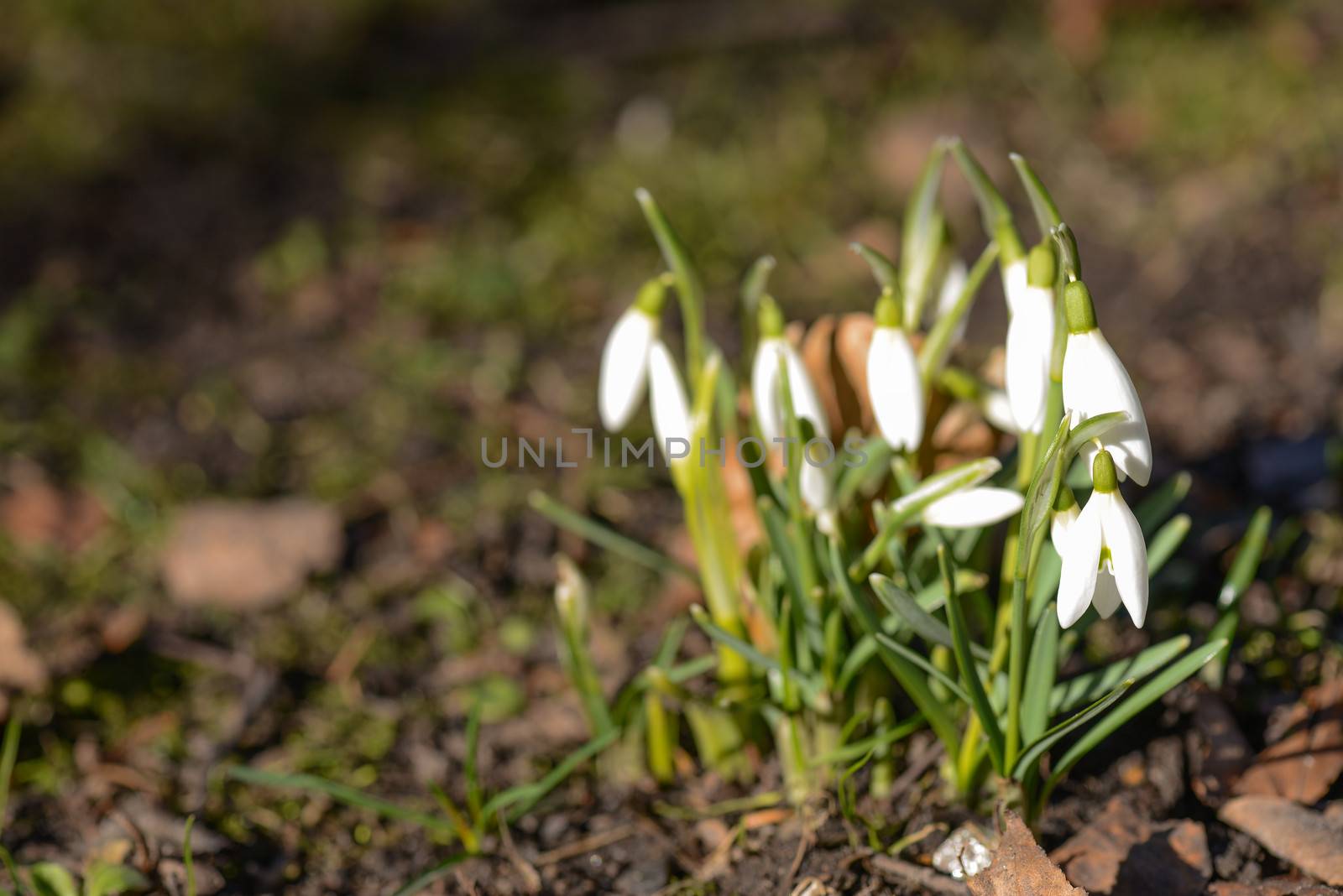 Flowering snowdrop in spring on the forest floor