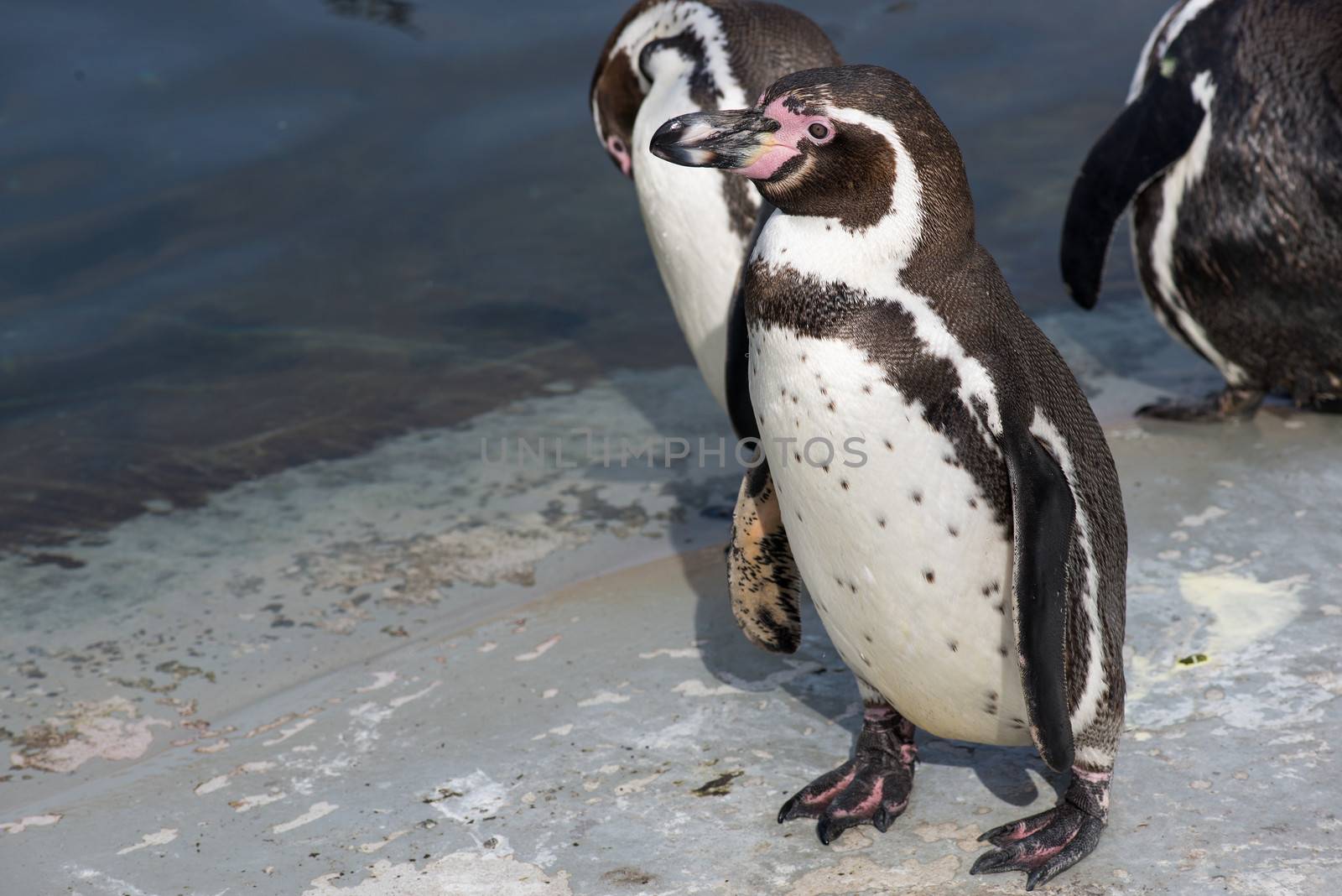 Humboldt penguin, Spheniscus humboldti by Arrxxx