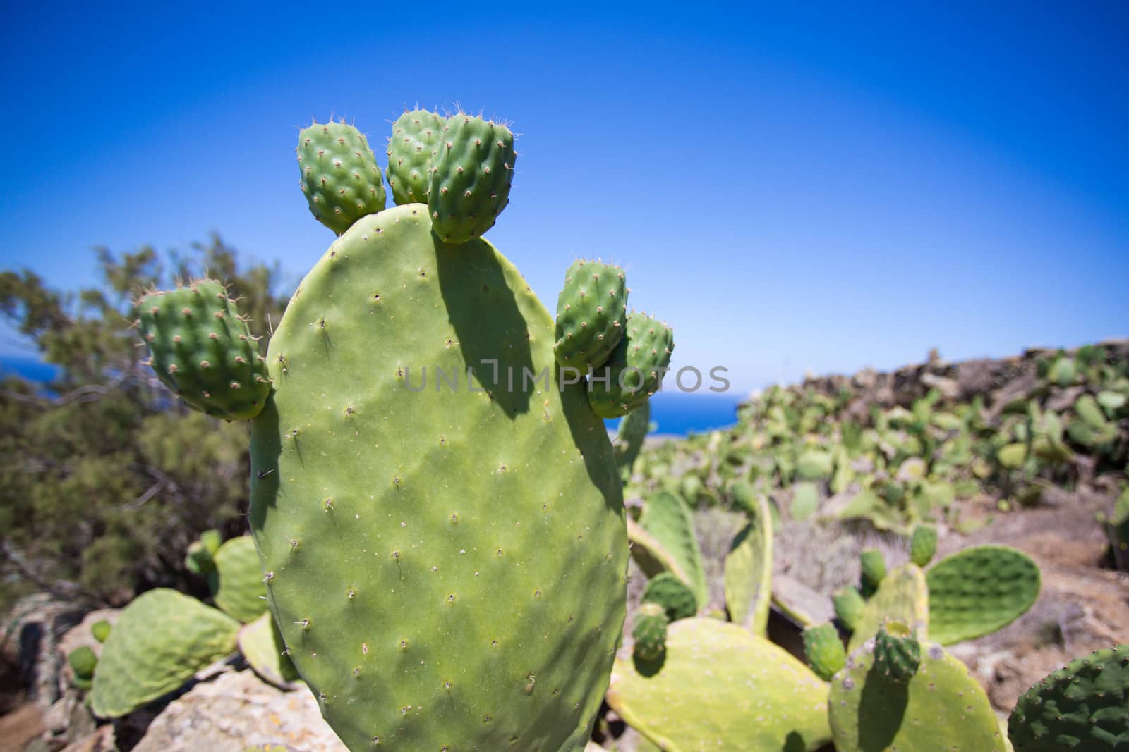 Close up of a huge cactus And you see a glimpse of the aegean sea in the distance, outside on the island of Crete, Greece 2013.