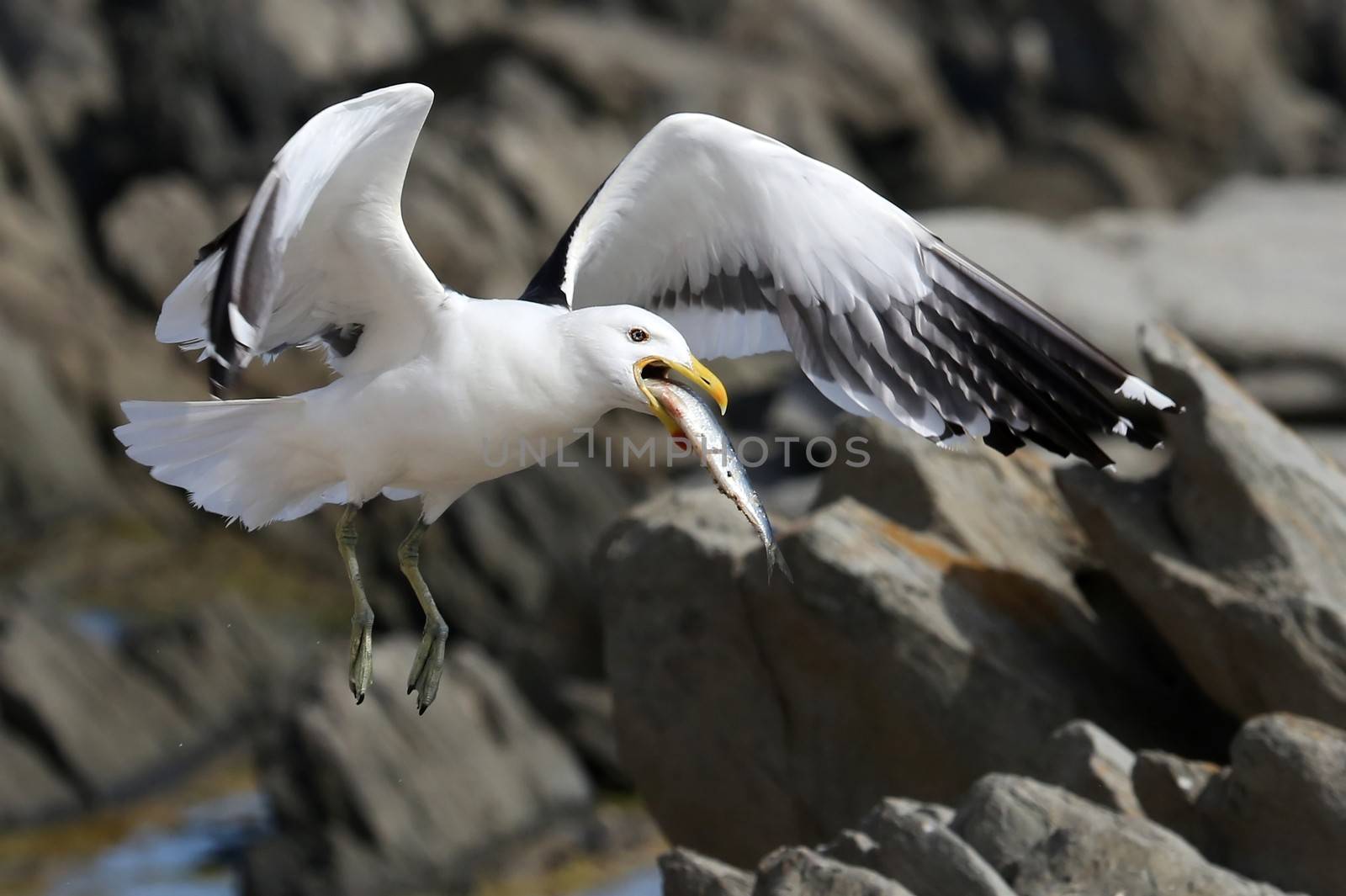 Kelp Seagull flying with afish in it's beak