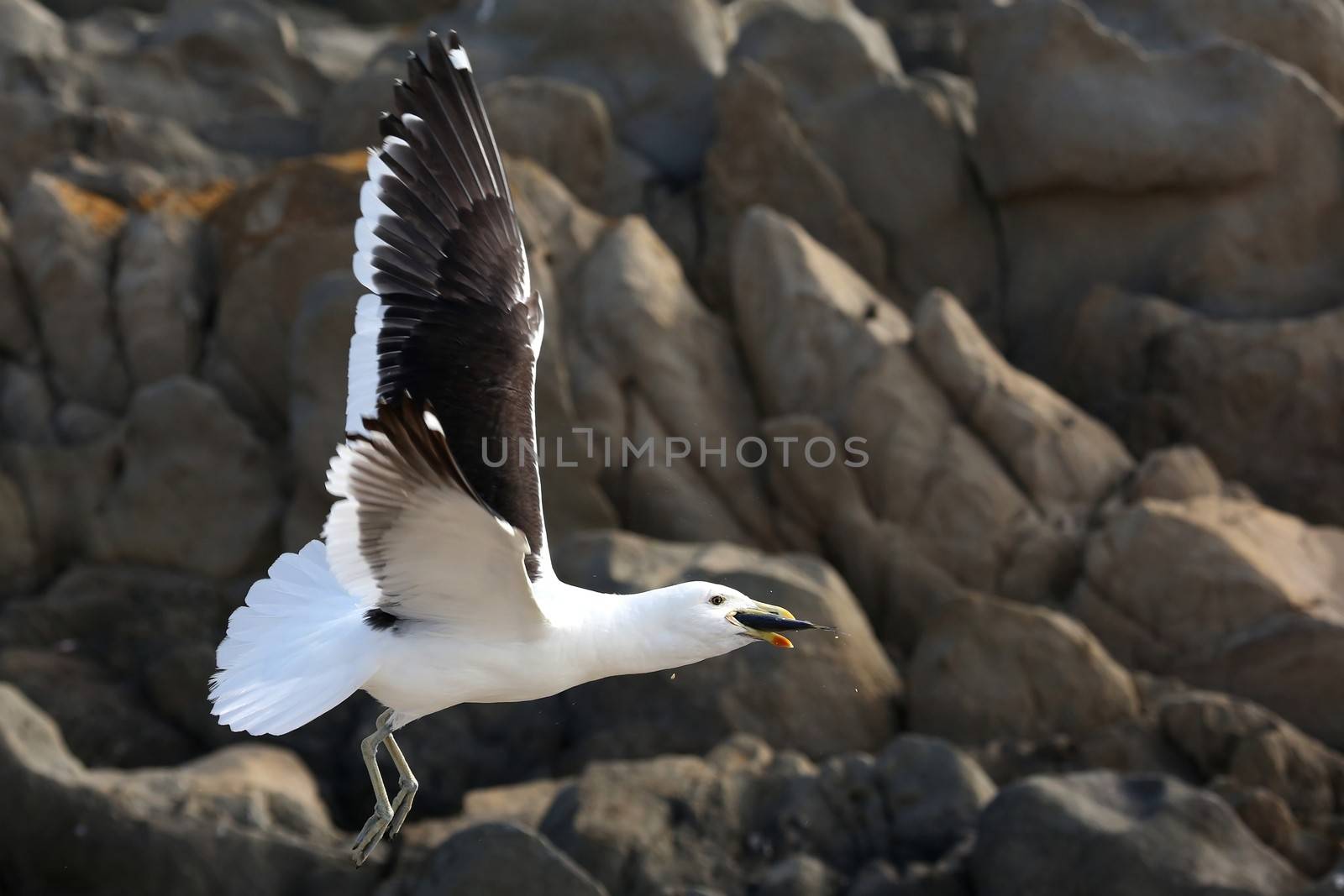 Seagull and Fish by fouroaks