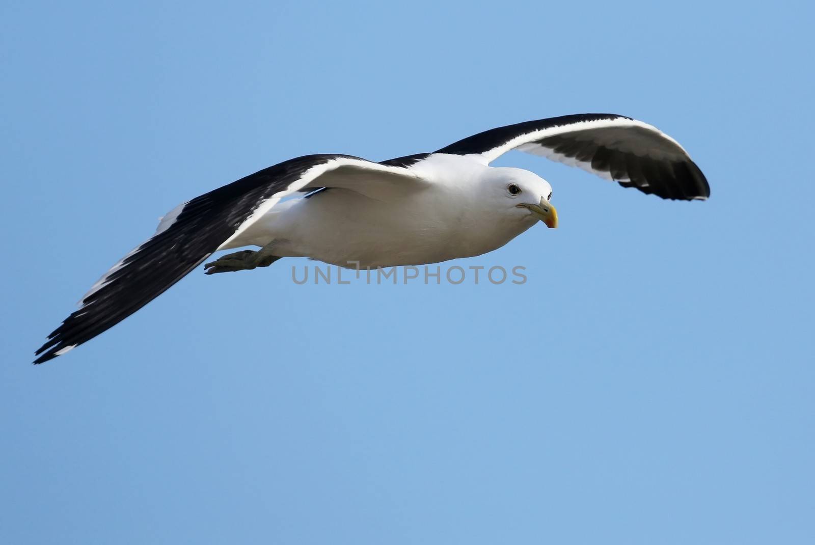 Graceful Kelp Seagull gliding on the ocean breeze
